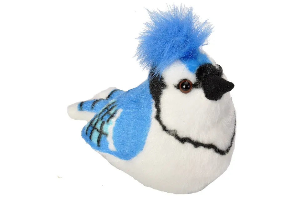 Audubon Blue Jay