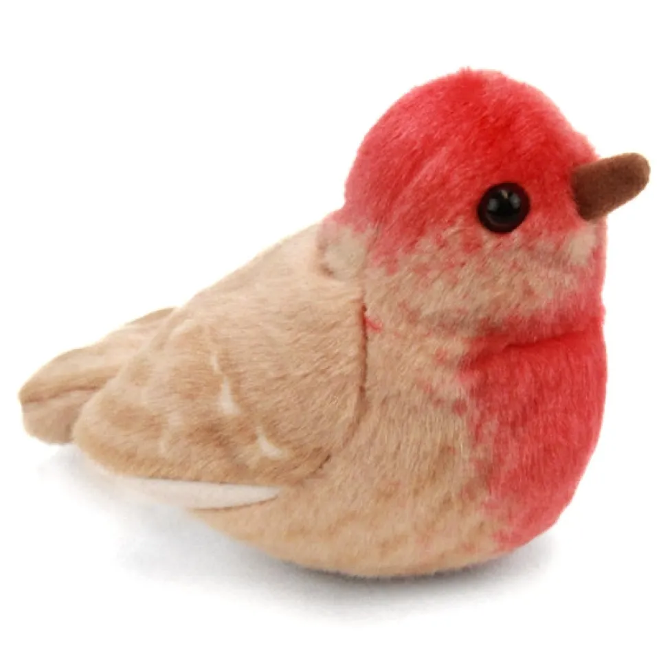 Audubon House Finch